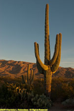 cactus and mountains